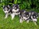Sakhalin Husky Puppies for sale in Brooklyn, NY, USA. price: NA
