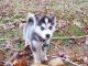 Sakhalin Husky Puppies for sale in Edison, NJ, USA. price: NA