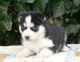 Sakhalin Husky Puppies for sale in State Hwy 295, Washington, DC, USA. price: NA