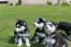 Sakhalin Husky Puppies for sale in State Hwy 295, Washington, DC, USA. price: NA