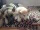 Sakhalin Husky Puppies for sale in Texas City, TX, USA. price: NA