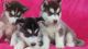 Sakhalin Husky Puppies for sale in Palo Alto, CA, USA. price: NA