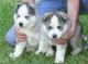 Sakhalin Husky Puppies for sale in Washington Ave, St. Louis, MO, USA. price: NA