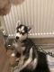 Sakhalin Husky Puppies for sale in Pennsylvania Ave, Los Angeles, CA 90033, USA. price: NA