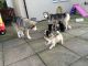 Sakhalin Husky Puppies for sale in California St, Huntington Park, CA 90255, USA. price: NA