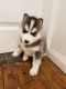 Sakhalin Husky Puppies for sale in Miami, FL, USA. price: $500