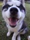 Sakhalin Husky Puppies for sale in Williamsville, NY 14221, USA. price: NA