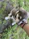 Sakhalin Husky Puppies for sale in Georgetown, TX, USA. price: $300