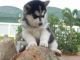 Sakhalin Husky Puppies for sale in New York, NY 10013, USA. price: NA