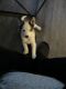 Sakhalin Husky Puppies for sale in Burlington, NC, USA. price: NA