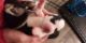 Sakhalin Husky Puppies for sale in Marysville, CA, USA. price: NA