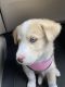 Sakhalin Husky Puppies for sale in Cudahy, CA 90201, USA. price: NA