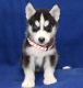 Sakhalin Husky Puppies for sale in Denver, Irvine, CA 92604, USA. price: NA