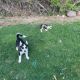Sakhalin Husky Puppies for sale in Springville, UT, USA. price: NA
