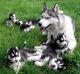Sakhalin Husky Puppies for sale in California City, CA, USA. price: NA