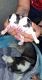 Sakhalin Husky Puppies for sale in 1320 N 75 Dr, Kansas City, KS 66112, USA. price: NA