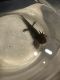 Salamander Amphibians
