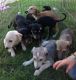 Saluki Puppies for sale in Round Rock, TX, USA. price: NA