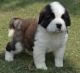 Saluki Puppies for sale in Beaver Creek, CO 81620, USA. price: NA