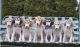 Saluki Puppies for sale in Niles, MI 49120, USA. price: NA