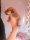 Saluki Puppies for sale in Carlsbad, CA, USA. price: NA