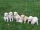 Saluki Puppies for sale in Oklahoma County, OK, USA. price: NA