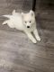 Samoyed white 3 months old cute puppy