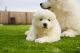 Samoyed Puppies for sale in Benicia, CA, USA. price: $2,500