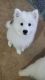 Samoyed Puppies for sale in Hercules, CA, USA. price: $3,000