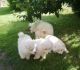 Pure Breed Both Akc Reg Samoyed Puppies For Sale