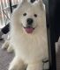 Sale two-year old samoyed