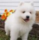 Samoyed Puppies for sale in Seattle, WA, USA. price: $500