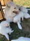 Samoyed Puppies for sale in Auburn, WA, USA. price: $2,000
