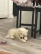 Samoyed Puppies for sale in Duluth, GA, USA. price: NA