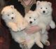 Samoyed Puppies for sale in Wisconsin Dells, WI, USA. price: NA