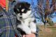 Samoyed Puppies for sale in Mead, CO, USA. price: NA
