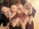 Samoyed Puppies for sale in Long Beach, CA 90745, USA. price: $3,000