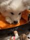 Samoyed Puppies for sale in Chino, CA 91710, USA. price: $1,500