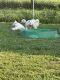 Samoyed Puppies for sale in Fairborn, OH 45324, USA. price: $1,500