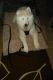 Samoyed Puppies for sale in Dallas, GA 30132, USA. price: NA