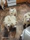 Samoyed Puppies for sale in Keytesville, MO 65261, USA. price: $1,000