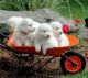 Samoyed Puppies for sale in New York, NY, USA. price: $505