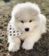 Samoyed Puppies for sale in San Diego County, CA, USA. price: $800