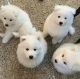 Samoyed Puppies for sale in New York, NY, USA. price: $1,450