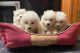 Samoyed Puppies for sale in Los Angeles, CA, USA. price: $605