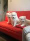Samoyed Puppies for sale in New Orleans, LA, USA. price: $650