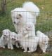 Samoyed Puppies for sale in New York, NY, USA. price: $600