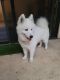 Samoyed Puppies for sale in Palm Beach Gardens, FL, USA. price: $3,300