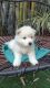 Samoyed Puppies for sale in San Diego County, CA, USA. price: $700