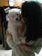 Samoyed Puppies for sale in New York, NY, USA. price: $285,000